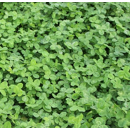 Trébol blanco enano - Liflex - Ecológico - R1