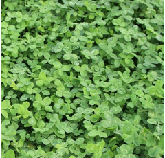 Kleinblättriger Weißklee - Liflex - BIO