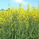 Colza fourrager - Helga - BIO