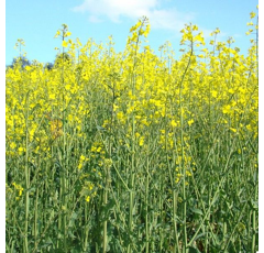 Futterraps - DANIELA