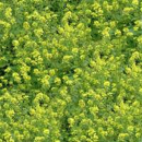 Nematodenresistenter Gelbsenf, mittelspät - ANDROMEDA