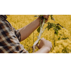 AGANOS | Hybrider Winterraps