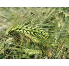 Comtesse - Wintergerste