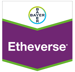 Etheverse