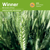 Blé tendre d'hiver - Winner - BIO