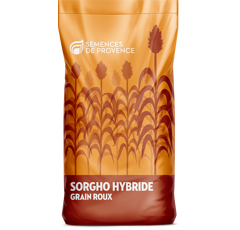 Sorgho grain roux très précoce - Arsky