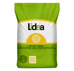 Tournesol linoléique très précoce - Agora - BIO