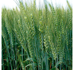 Trigo blando de invierno - Somontano - Aristado