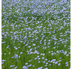 Öllein - ZOLTAN - BIO