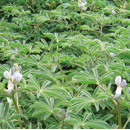 Weiße Lupine - CELINA