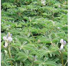 Weiße Lupine - CELINA