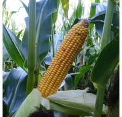 Saatmais - STANLEY (S240 - ca. K240) MAS SEEDS