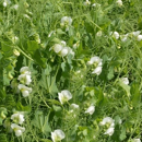 Guisante de invierno - Fresnel - R1 y R2