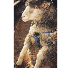 Harnais marqueur en nylon pour bélier KAMER