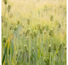 Sting - Sommergerste