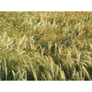 Sandra - Wintergerste