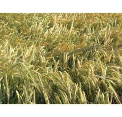 Sandra - Wintergerste