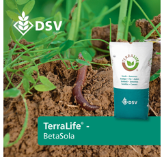 TerraLife BetaSola | Zwischenfruchtmischung