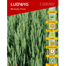 Blé tendre d'hiver - Ludwig