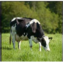 Mischung ÖKO 2 Nachsaat mit WKL und RKL