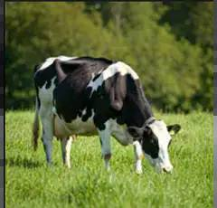 Mischung ÖKO 1 HK mehrj. bis 4/5 Jahre