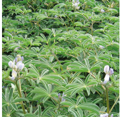 Weiße Lupine - Sulimo