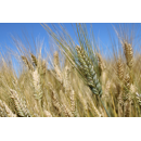 Winterdurum - Wintersonne