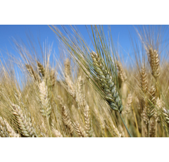 Winterdurum - Wintersonne