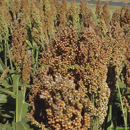 Sorgo grano - Butas