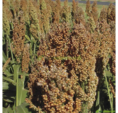 Sorgo grano - Butas