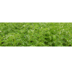 Kichererbse - Flamenco