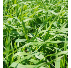 Avoine rude - Mora - BIO