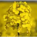 LG Activus | Hybrider Winterraps