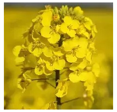 LG Activus | Hybrider Winterraps