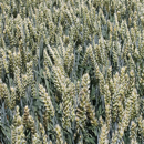 Sommerweizen - Servus