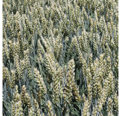 Sommerweizen - Servus