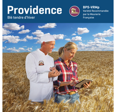 Blé tendre d'hiver - Providence