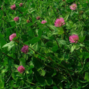 Trèfle violet diploïde  - Altaswede