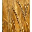 Zollernspelz - Winterdinkel