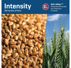 Blé tendre d'hiver - Intensity