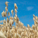 Grafton - Nackthafer