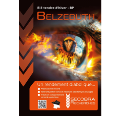 Blé tendre d'hiver - Belzebuth