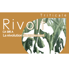 Triticale - Rivolt