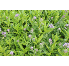 Zwischenfruchtmischung - TERRA GOLD 25 Allround