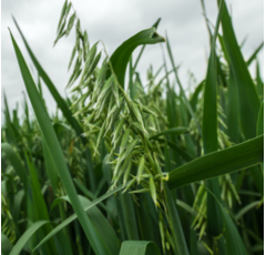 Oliver BIO - Nackthafer