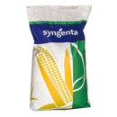 Saatmais - SY Pamplona (S260 K250) SYNGENTA