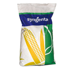 Saatmais - SY Pamplona (S260 K250) SYNGENTA