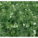 Sommererbse - Symbios