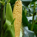 Saatmais - MAS 28.A (S270) MAS SEEDS