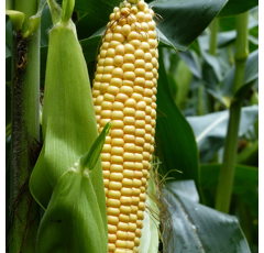 Saatmais - MAS 28.A (S270) MAS SEEDS